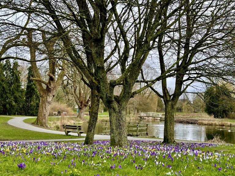 Molukkenplantsoen / Hamburgervijver