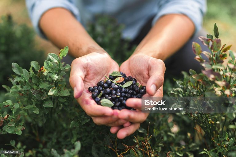 Gratis blauwe bessenstruiken
