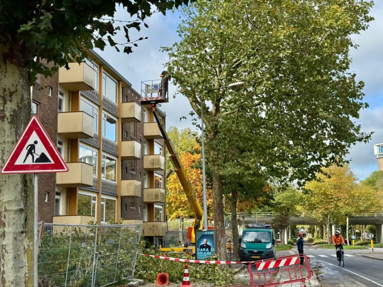 Bomen aan de Asingastraat