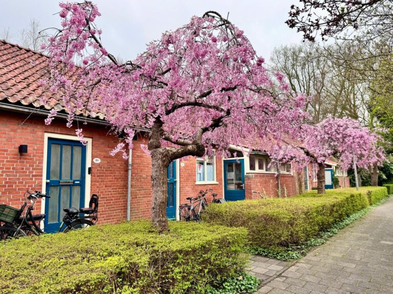 Planvorming kabouterhuisjes: gezamenlijke focus op woningverbetering 